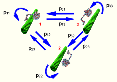 Graph of cellulase cellulose conformations.
